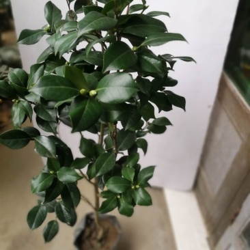 树壮茶花，高度0.8-1.5米