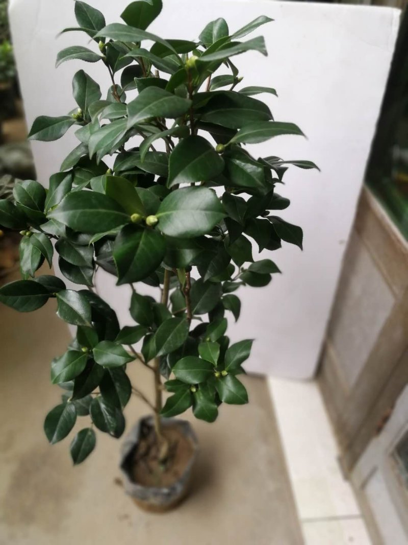 树壮茶花，高度0.8-1.5米