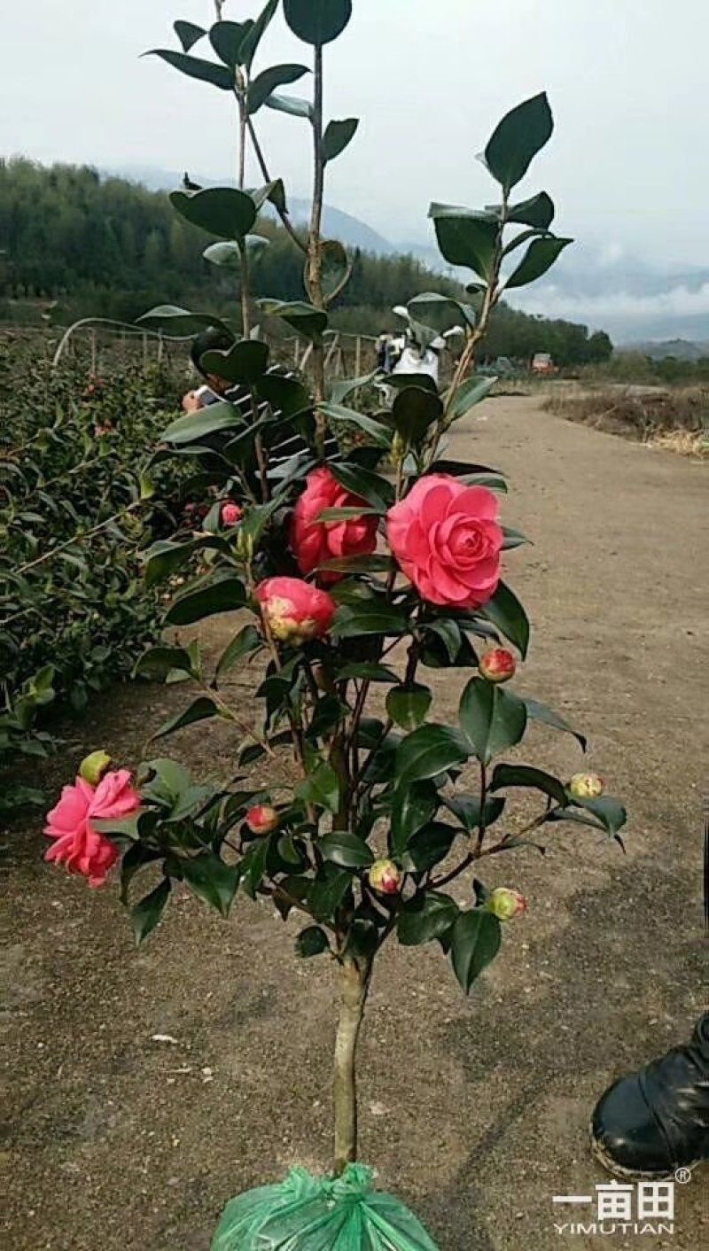树壮茶花，高度0.8-1.5米