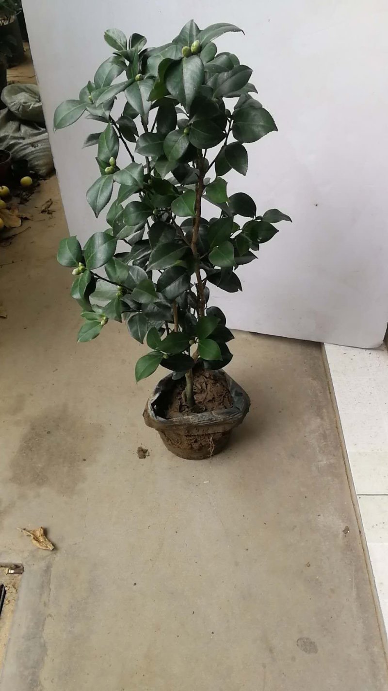 树壮茶花，高度0.8-1.5米