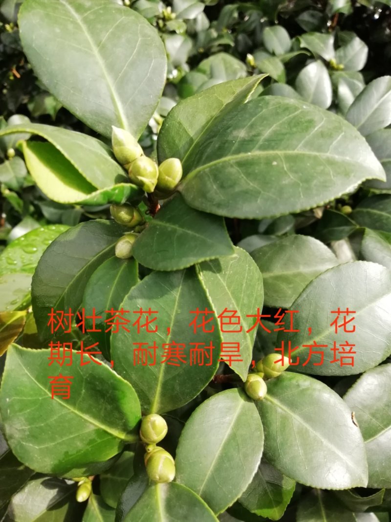 树壮茶花，高度0.8-1.5米