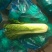 秋绿60白菜