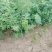 对节白蜡苗