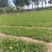 五年生黄花菜苗，包技术，