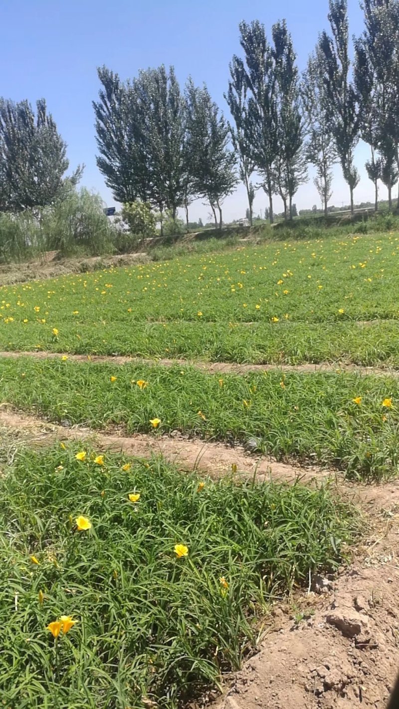 五年生黄花菜苗，包技术，