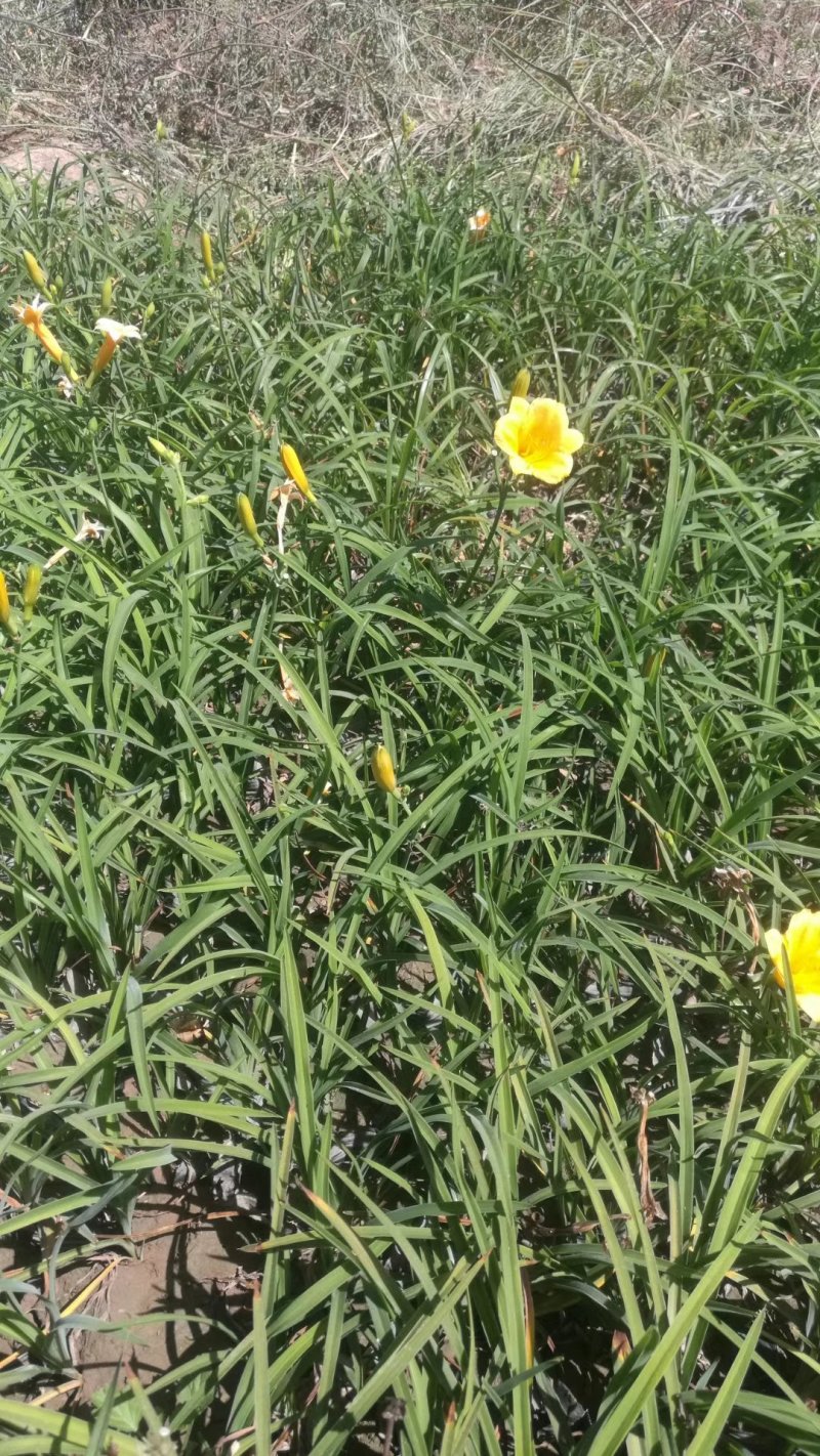 五年生黄花菜苗，包技术，