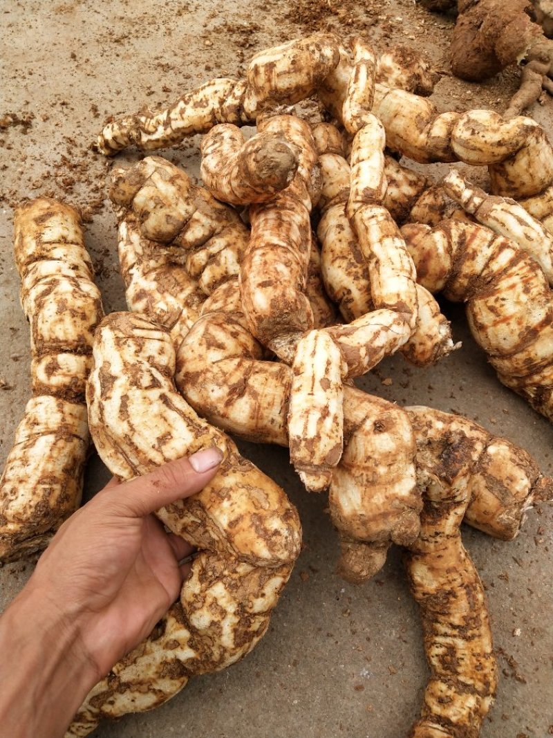 防己