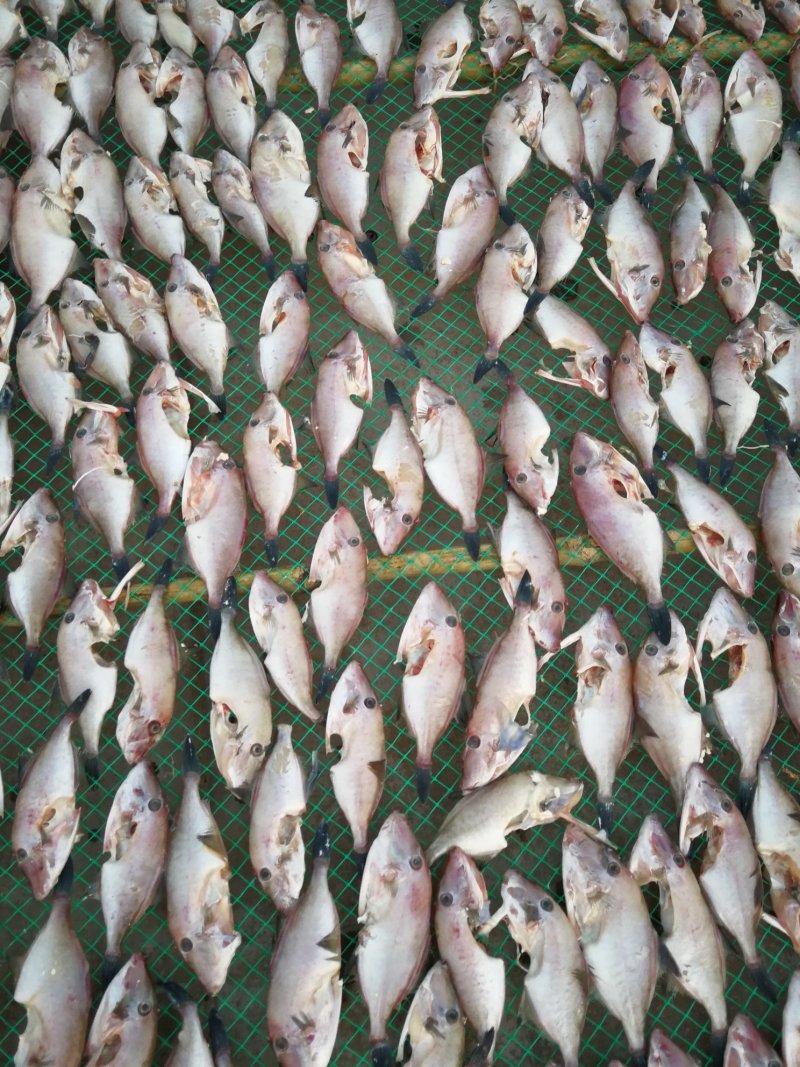 鸡鱼干