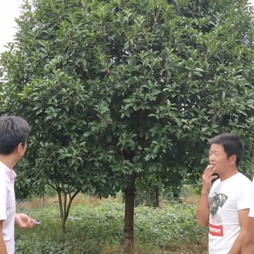 八月桂