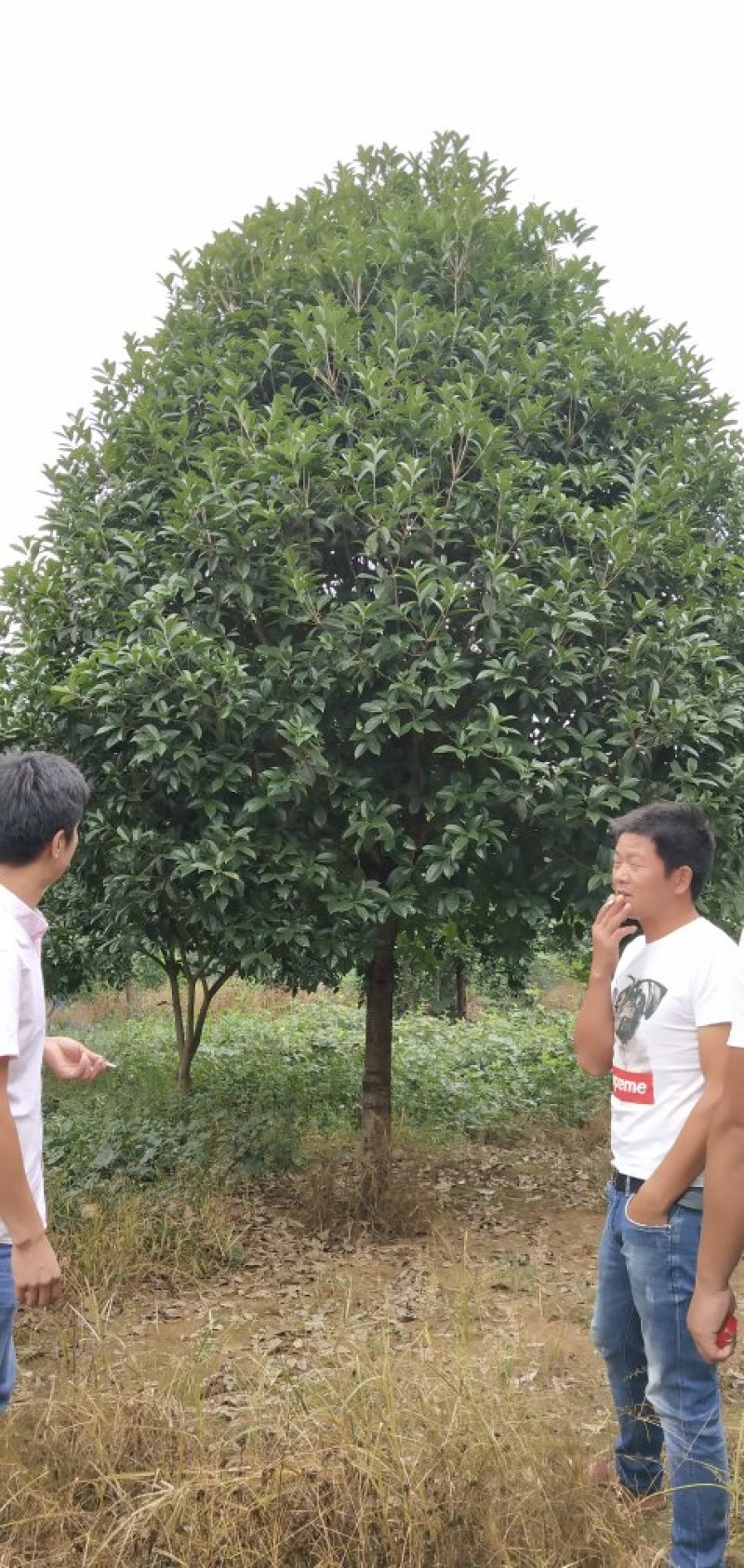 八月桂