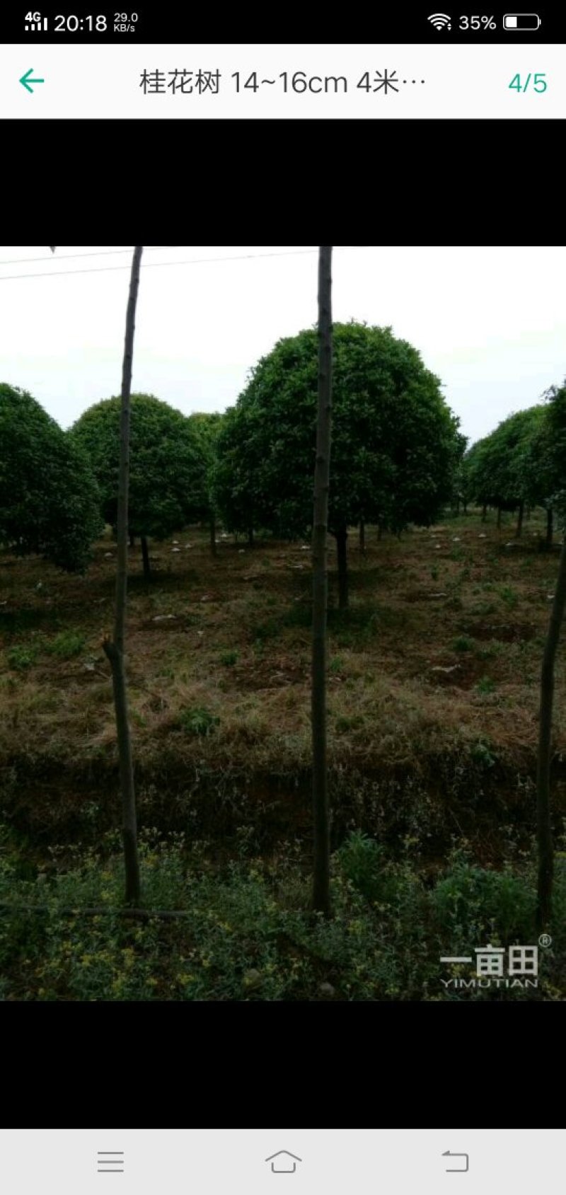 八月桂