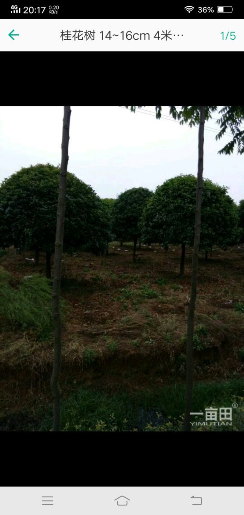 八月桂