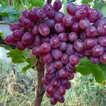 山东青岛红宝石葡萄苗葡萄树可签合同，保证品种，价格底