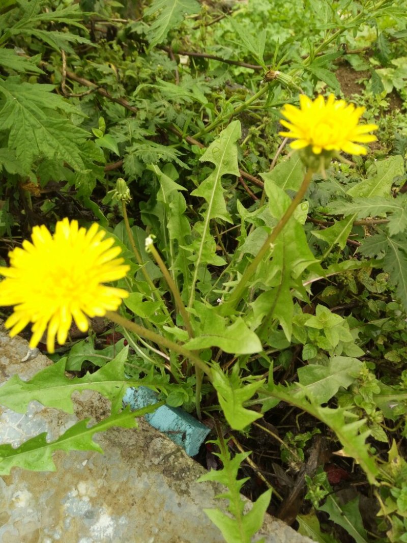 野生蒲公英，蒲公英根