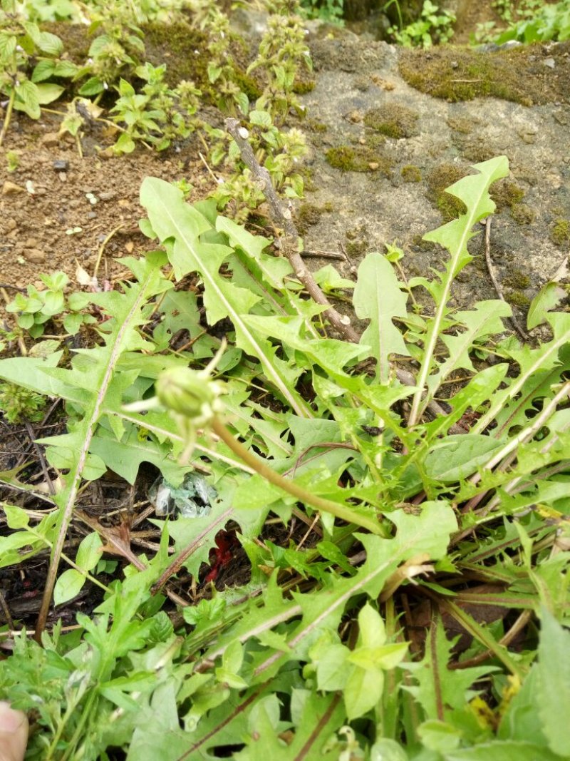野生蒲公英，蒲公英根