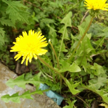 野生蒲公英，蒲公英根