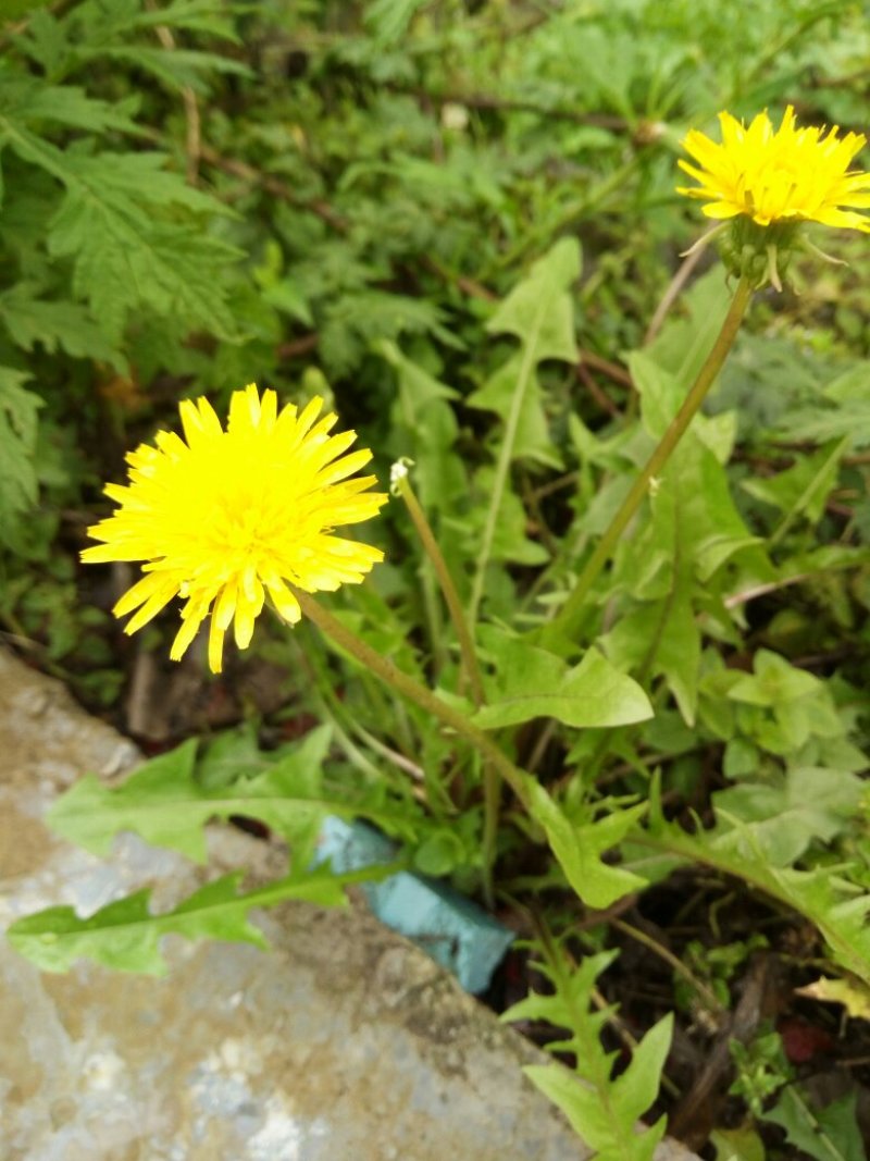 野生蒲公英，蒲公英根