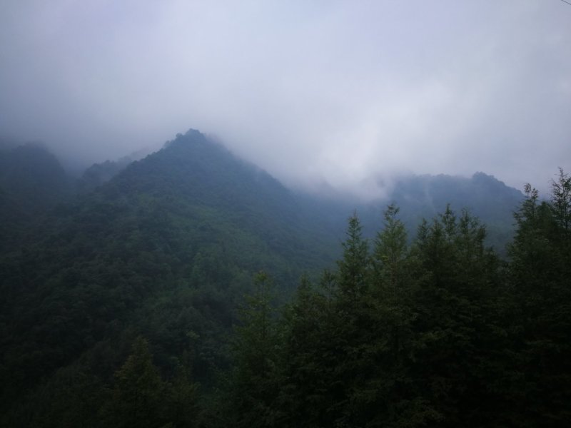 竹笋