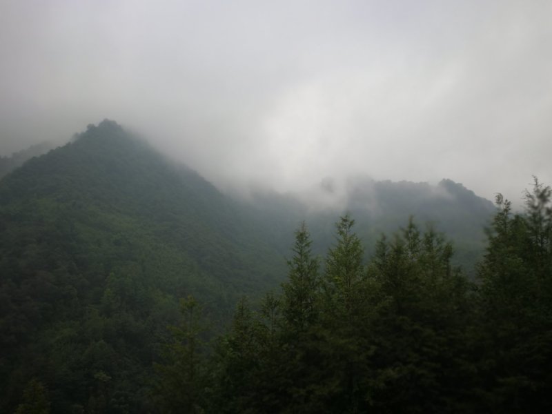 竹笋