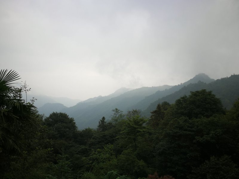 竹笋