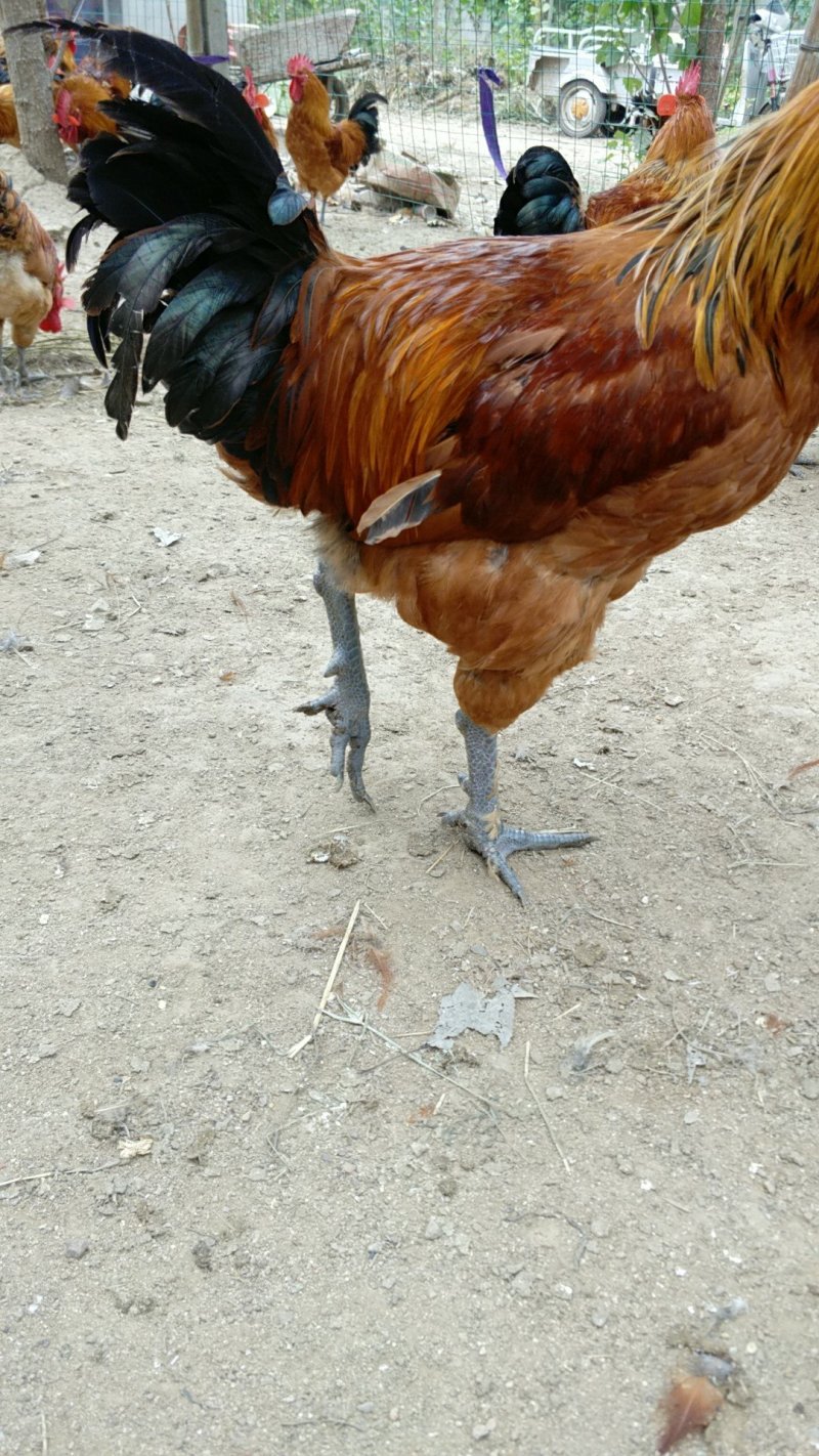 蒙山红土鸡