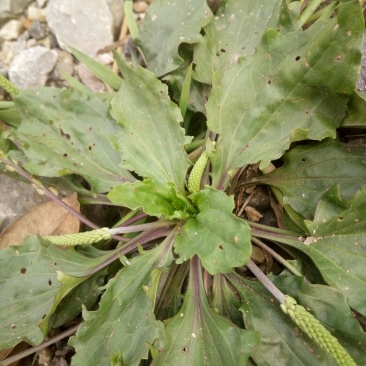车前草