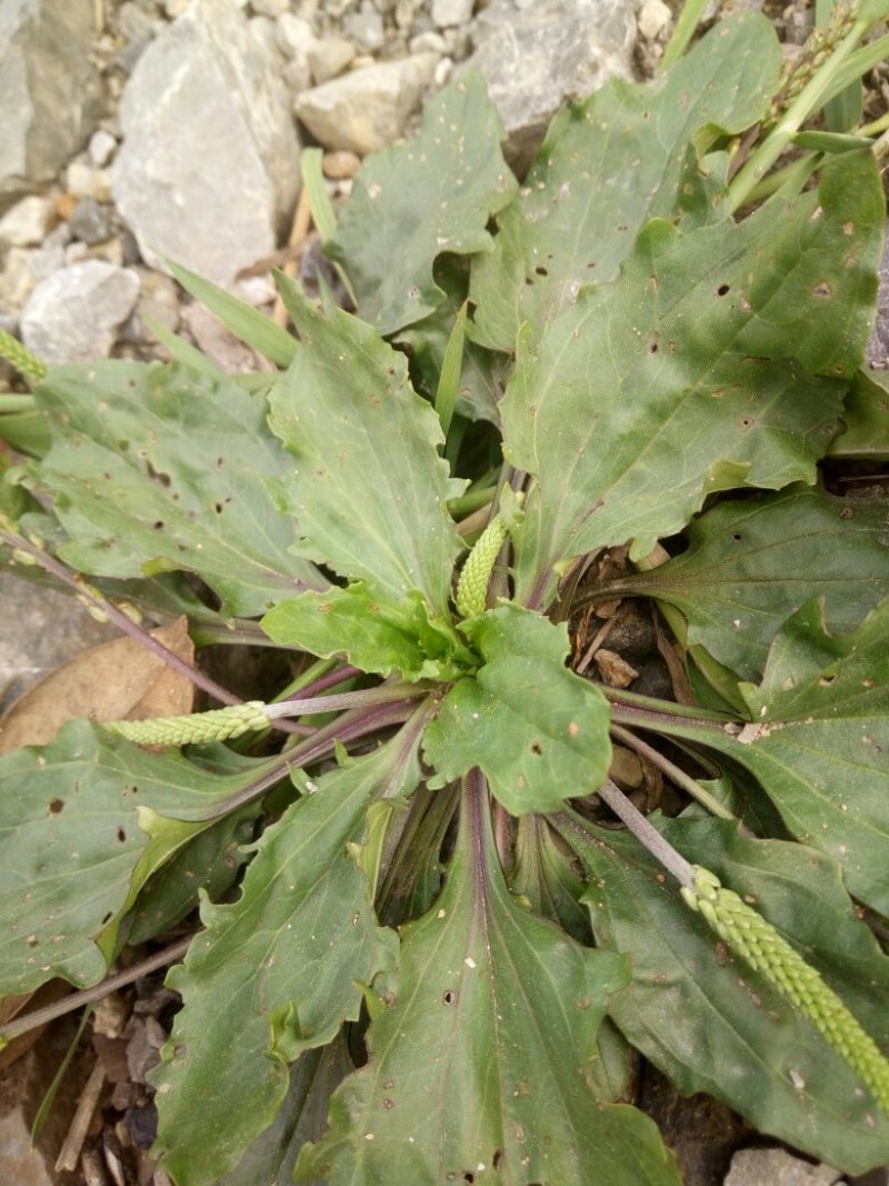 车前草