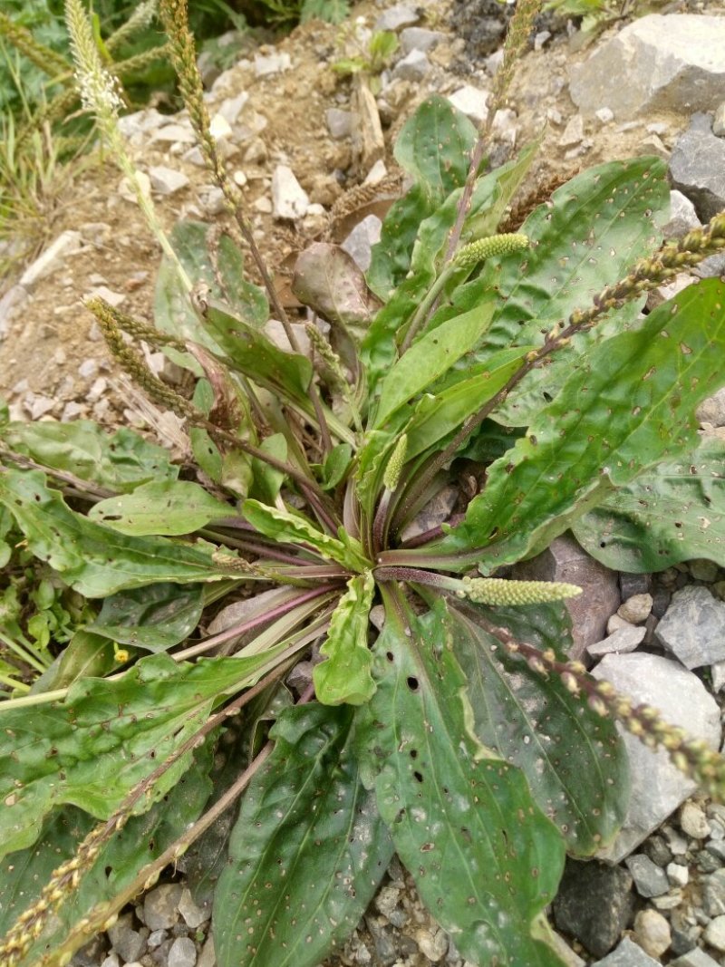 车前草