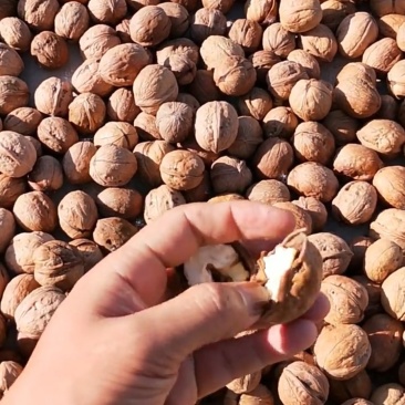 阿克苏纸皮核桃