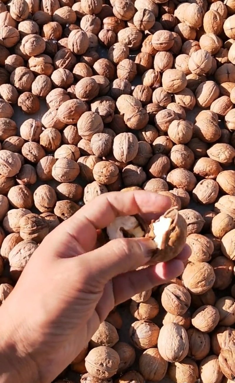 阿克苏纸皮核桃
