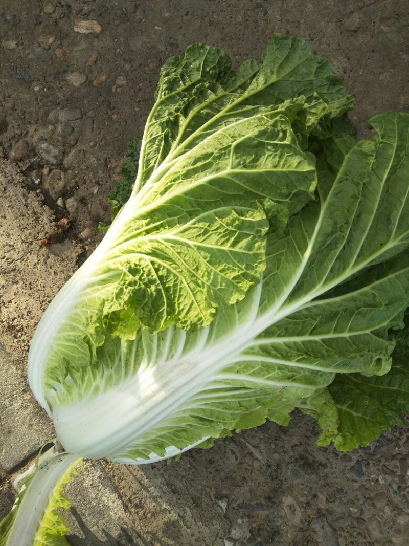 吉林黄心白菜产地直供量大价优欢迎选购