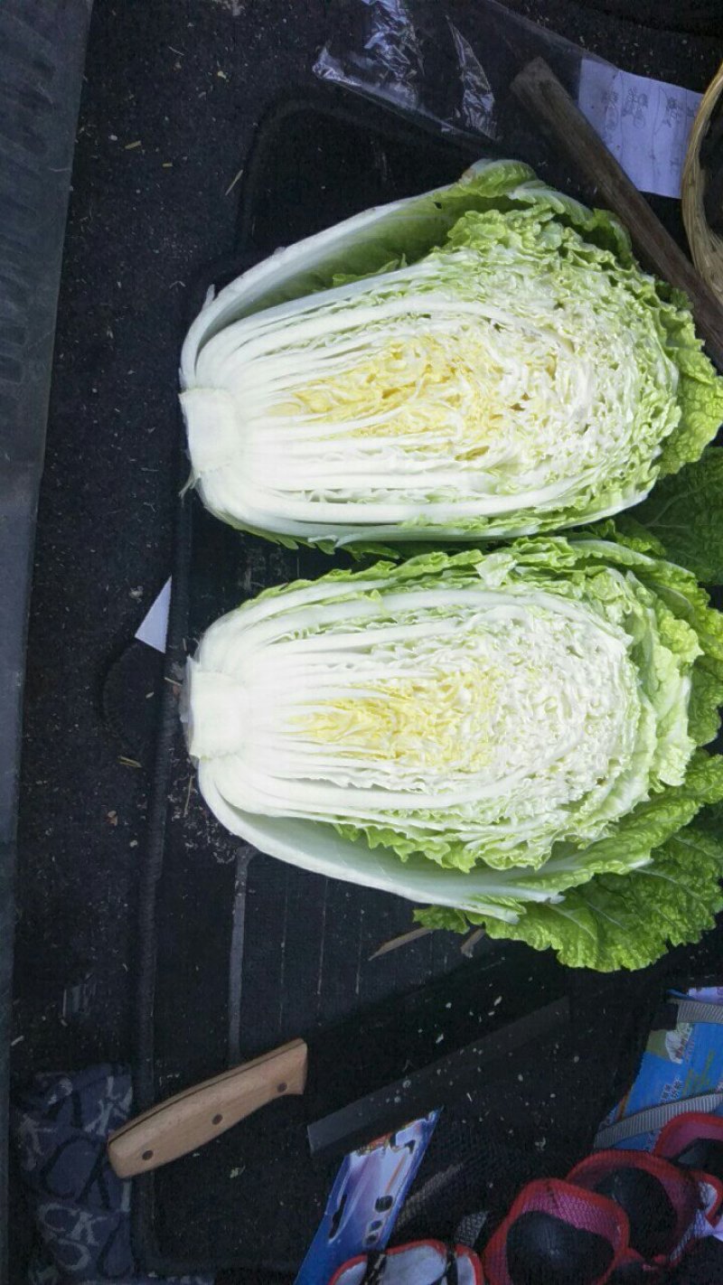 吉林黄心白菜产地直供量大价优欢迎选购