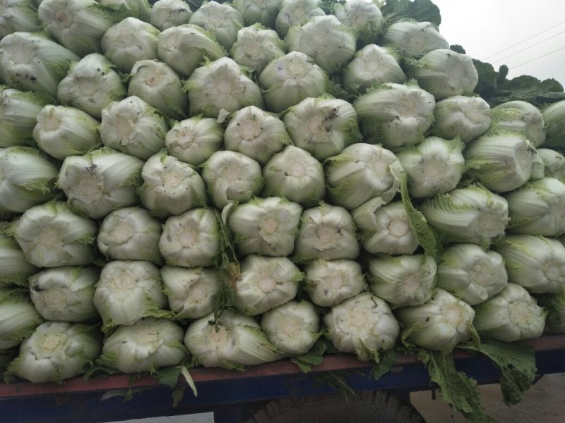 吉林黄心白菜产地直供量大价优欢迎选购