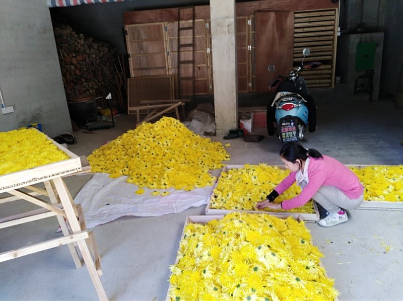 金丝皇菊
