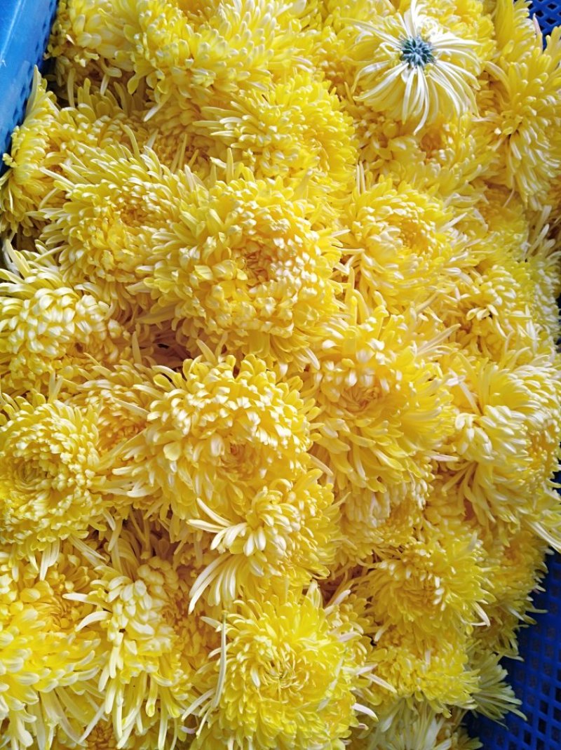 金丝皇菊