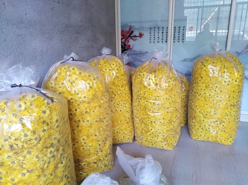 金丝皇菊