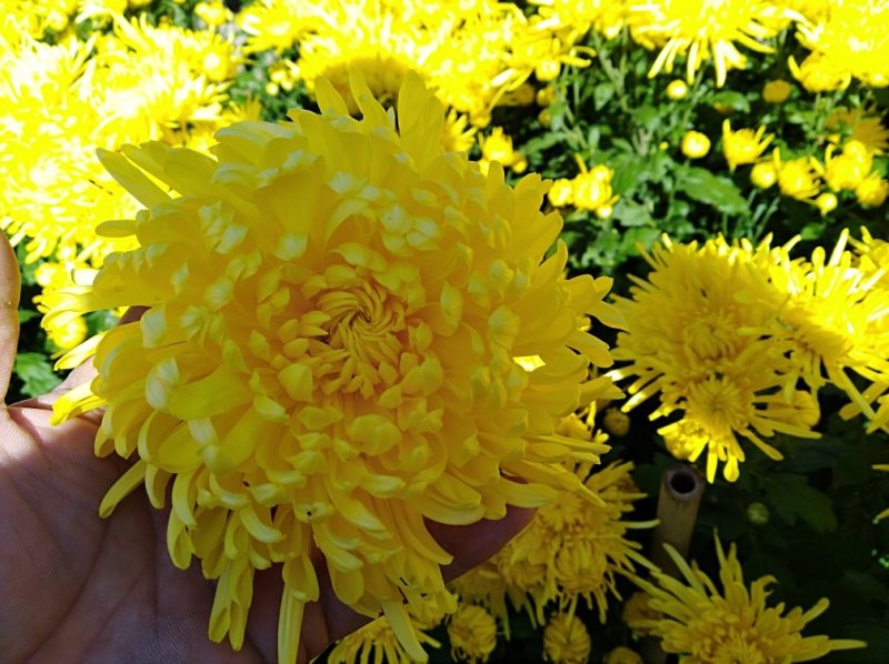 金丝皇菊