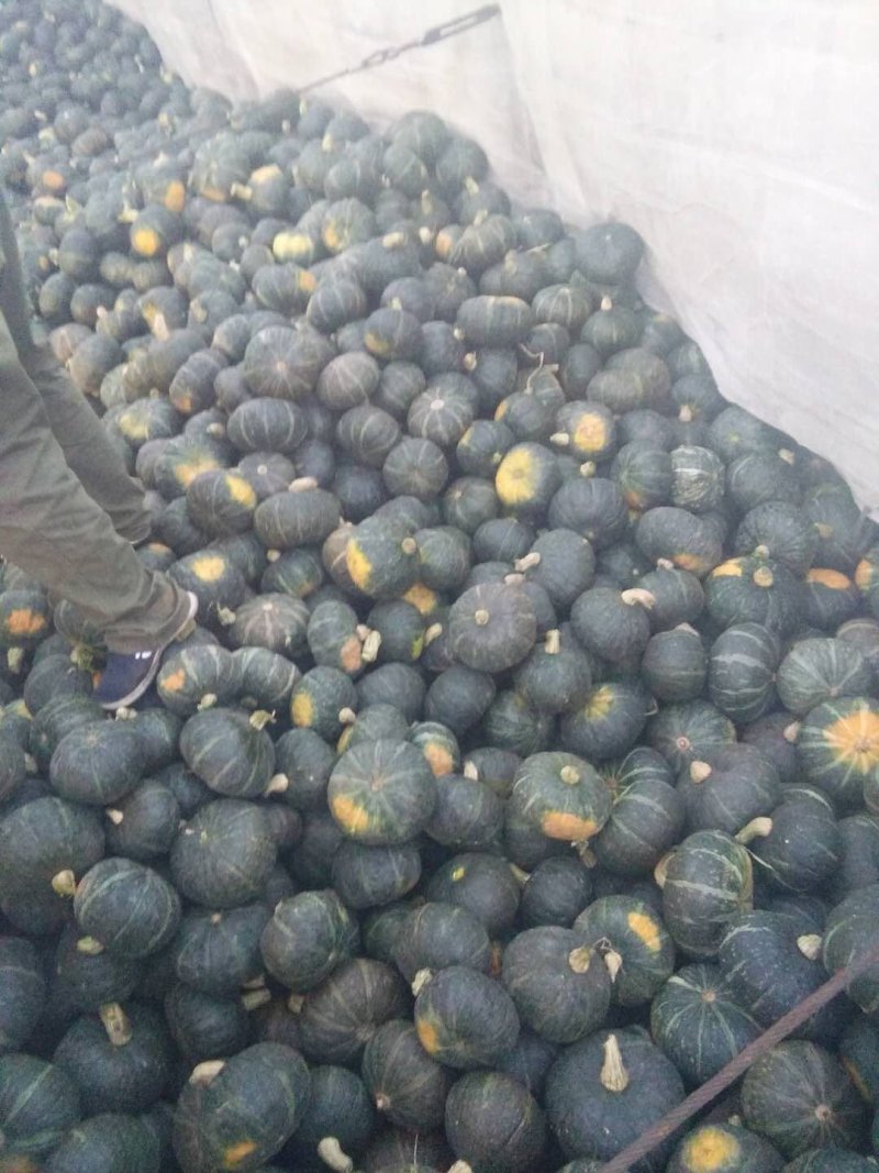 东北南瓜大量供应千亩基地