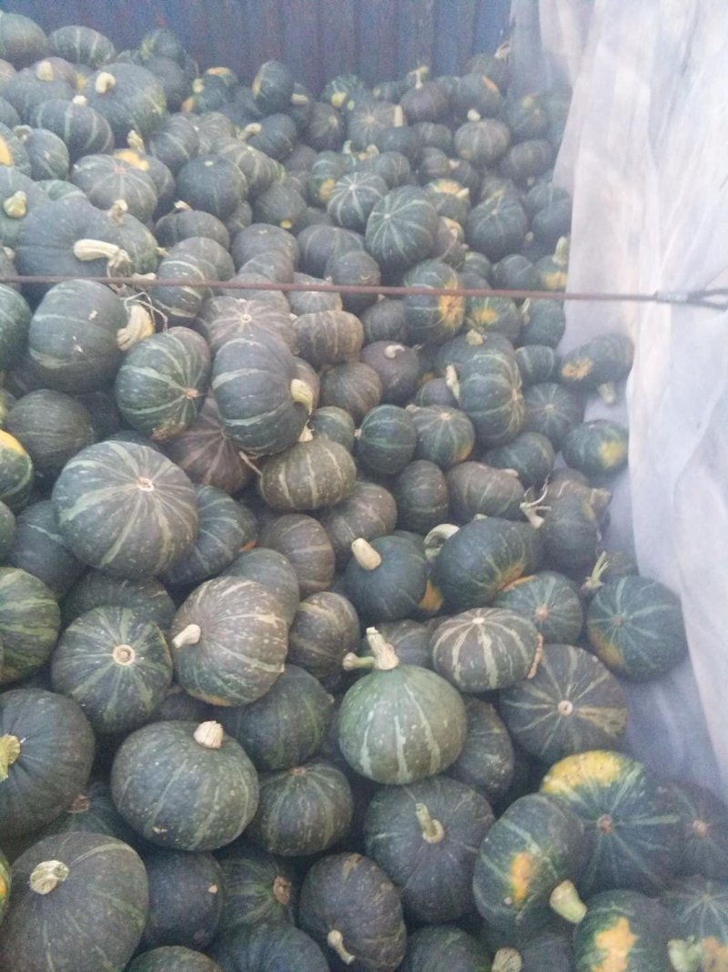 东北南瓜大量供应千亩基地