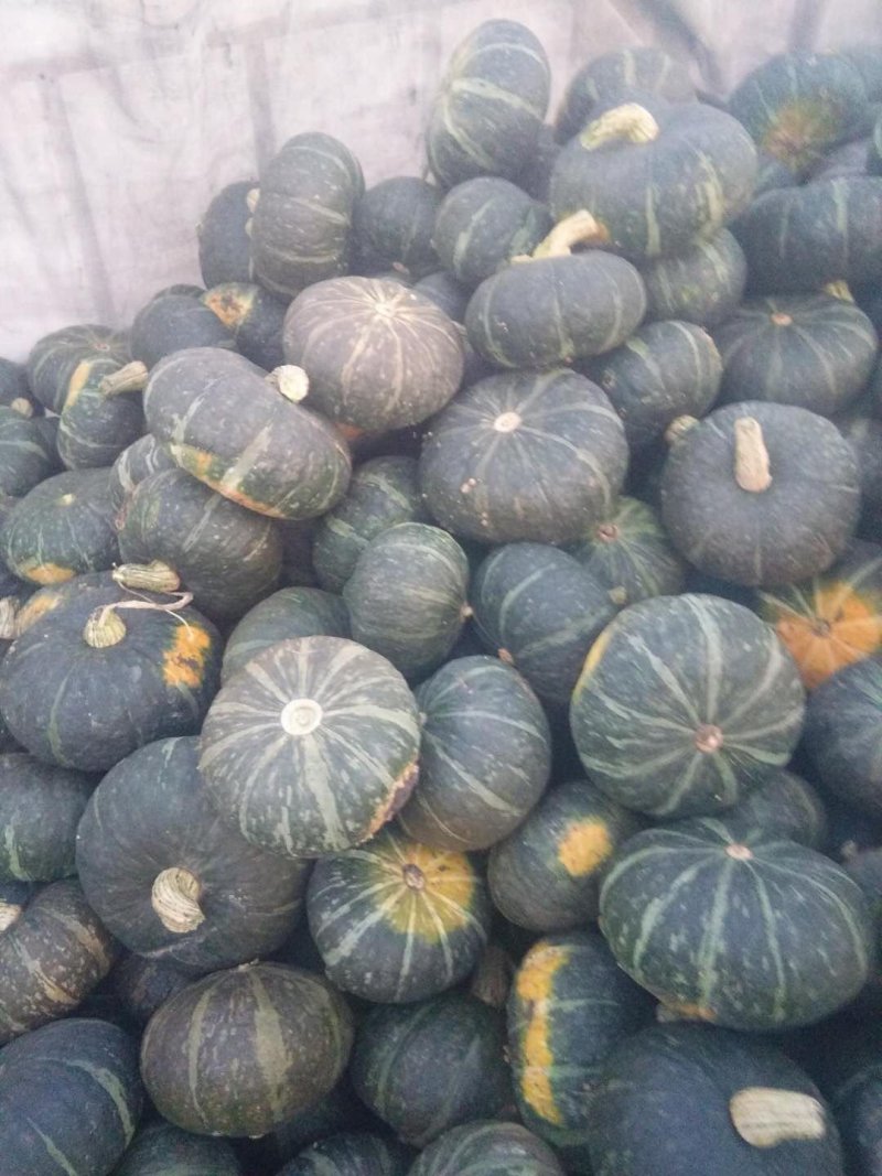 东北南瓜大量供应千亩基地