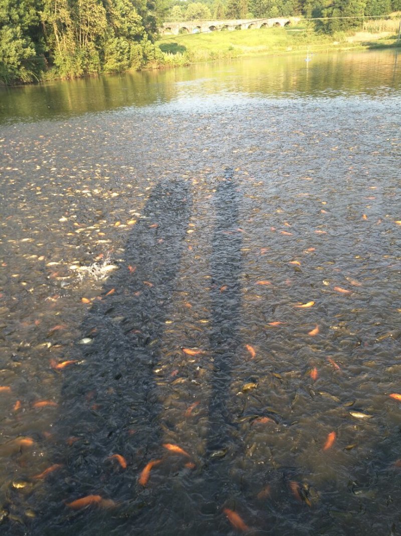 杂交鲫鱼