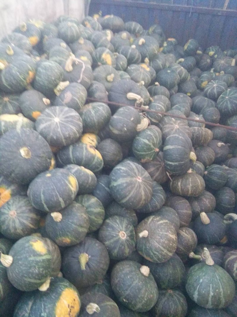 东北南瓜大量供应千亩基地