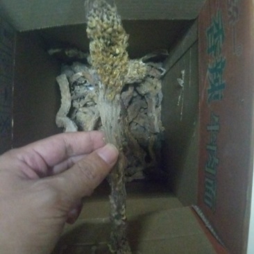 新疆肉纵容