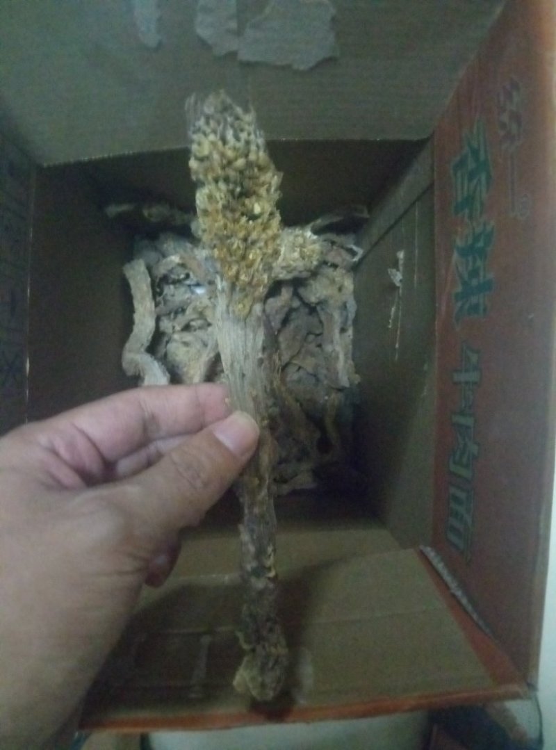 新疆肉纵容