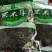 香菇干