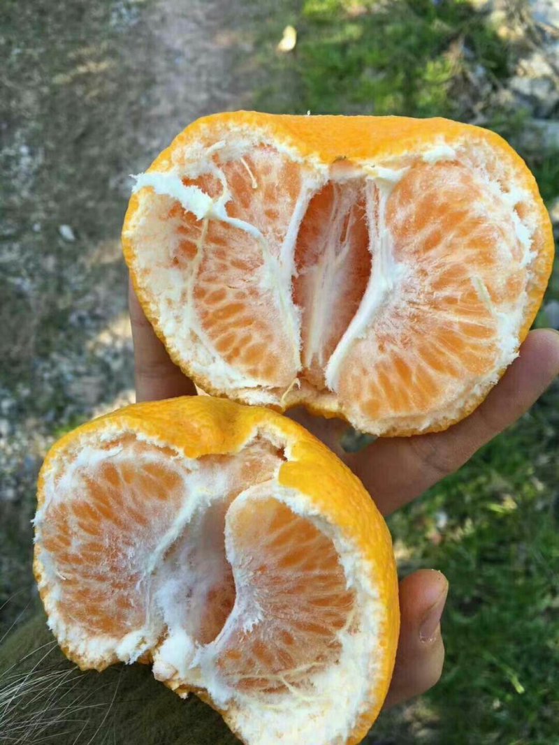 《热销榜推荐精品南丰蜜橘》产地大量供应诚信经营