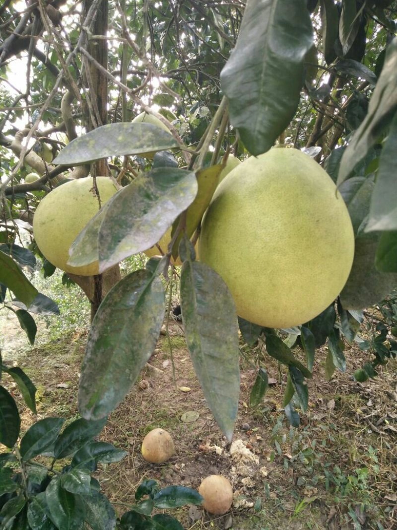 蜜柚柚子琯溪蜜柚口感酸甜量大质优保质保量