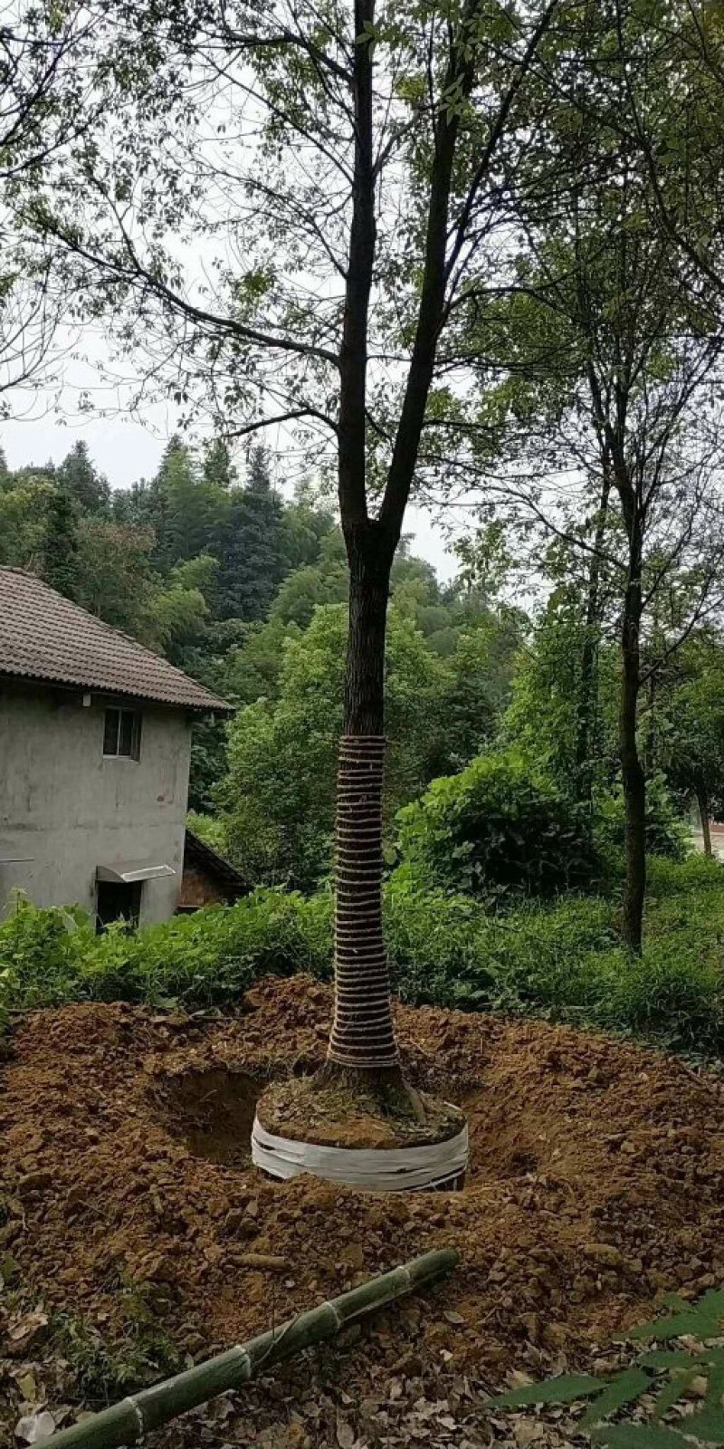 栾树，朴树，三角枫，桂花树