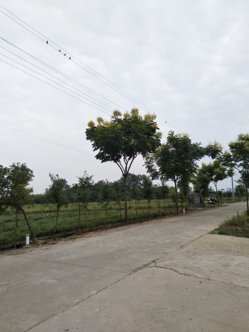 栾树，朴树，三角枫，桂花树