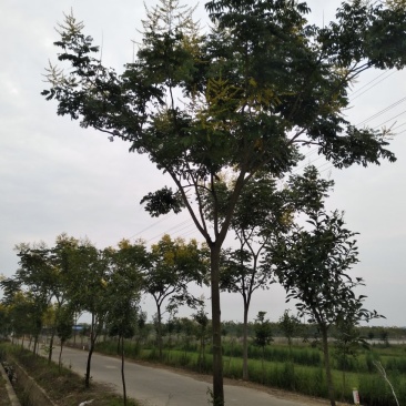 栾树，朴树，三角枫，桂花树